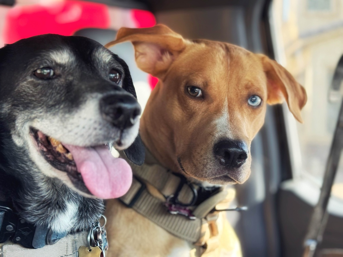 River and Foxtail in the truck